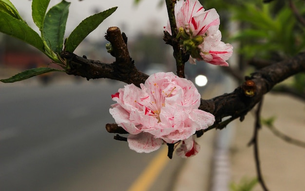 写真 花