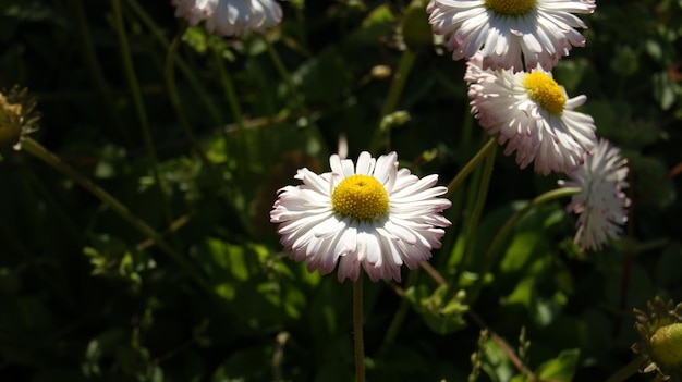 Flowers