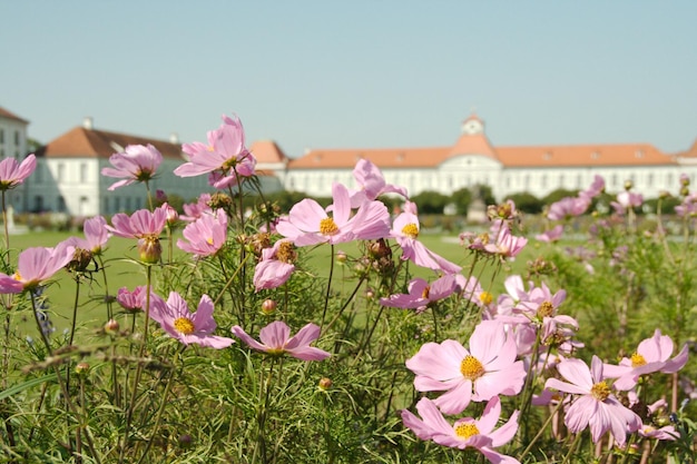 Photo flowers