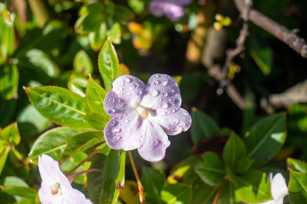 Photo flowers