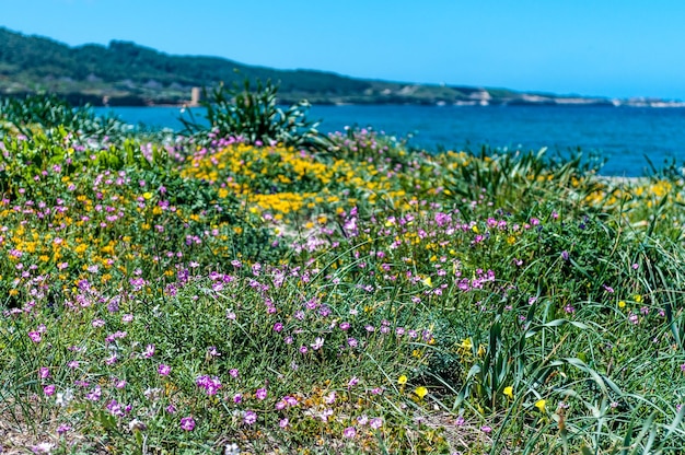 Foto prato fiorito in primavera