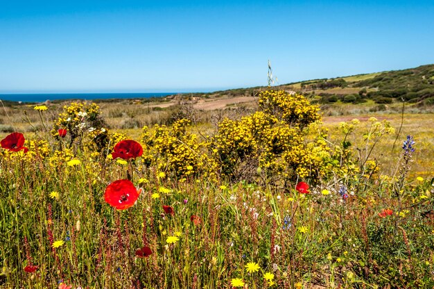 Flowery meadow in spring