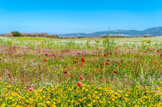 Flowery meadow in spring