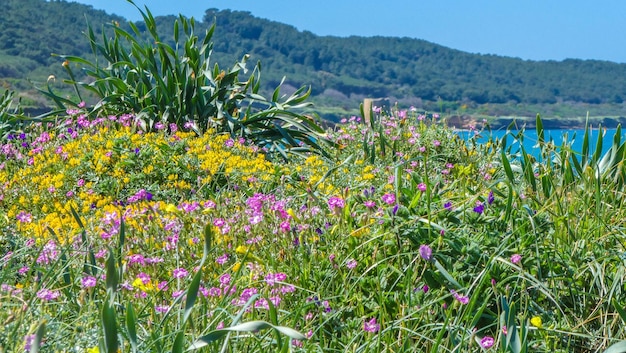 Flowery meadow in spring