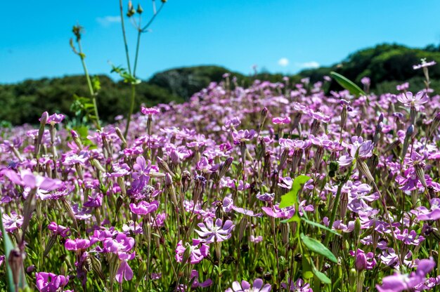 Flowery meadow in spring