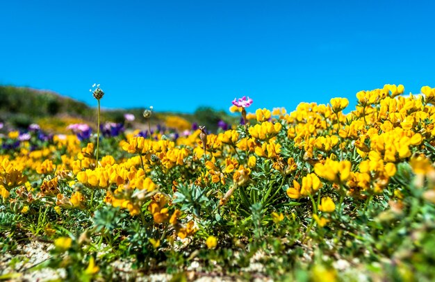 春の花の牧草地