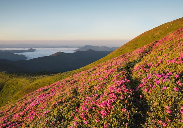 사진 일출 동안 산의 꽃 여름 시간의 아름다운 자연 풍경