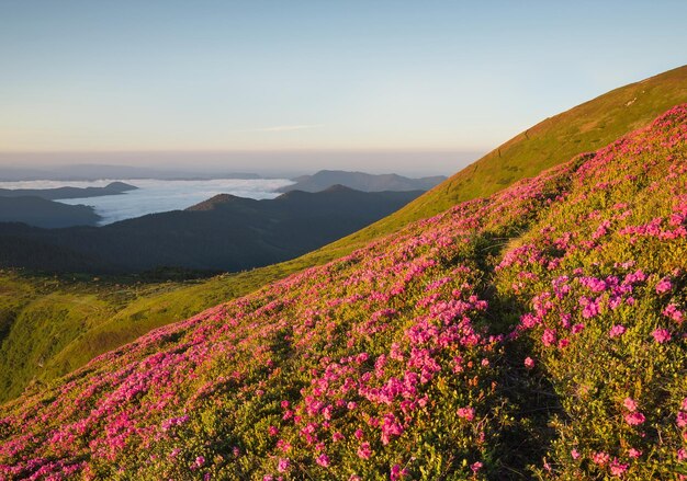 Photo flowes in the mountains during sunrise beautiful natural landscape in the summer time