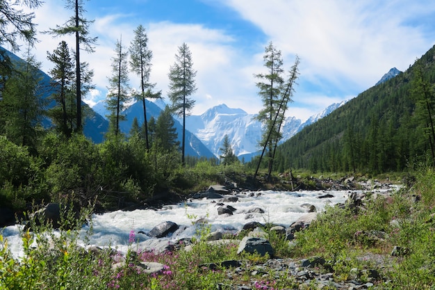 Flowing forest mountain river. Akkem river in Belukha national park. 