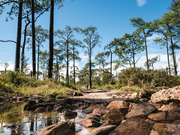 Photo flowing water, swamp, puddle on the mountain. among the forests and greenery