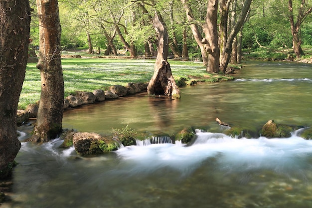 Flowing water through lush forest plants