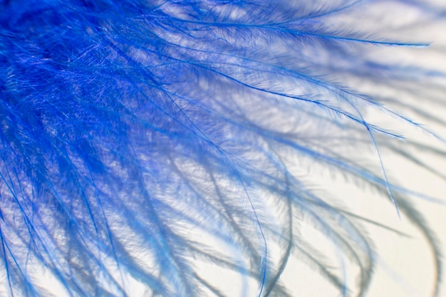 Fluff of blue feather bird close up