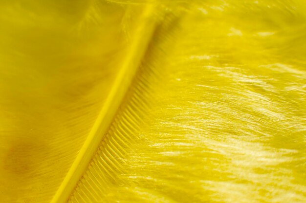 Fluff of yellow feather bird close up