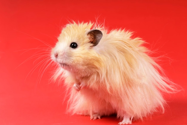 Fluffy angora hamster on a red background