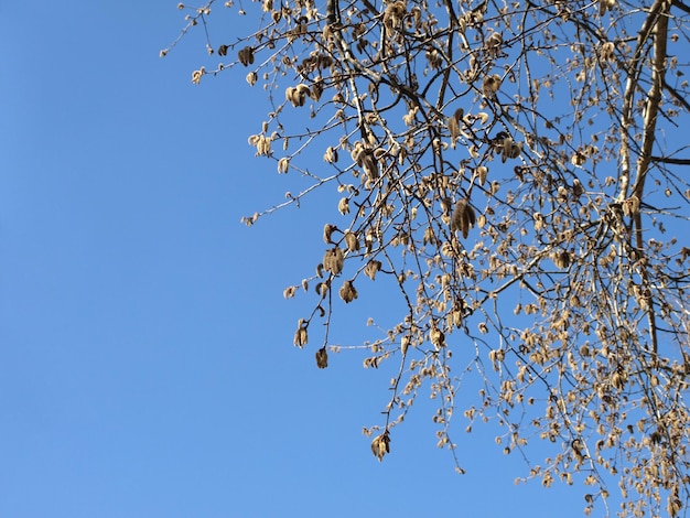 Fluffy aspen buds on knobby branches