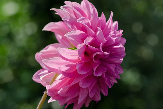 Фото Пушистый красивый цветок георгина розовый растет в саду