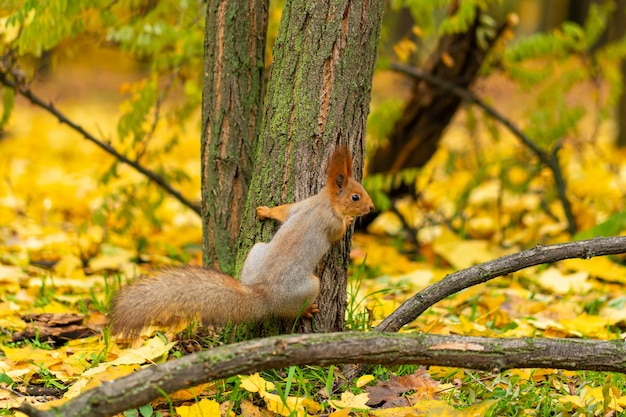 A fluffy beautiful squirrel is looking for food among fallen yellow leaves in the autumn in a city park.