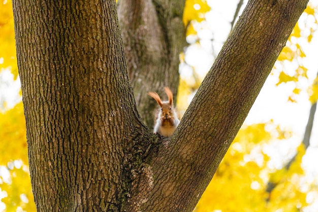 Foto bello scoiattolo soffice su un tronco d'albero tra foglie gialle in autunno in un parco cittadino.