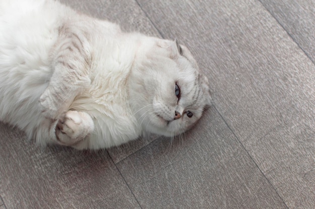 Fluffy beautiful white cat posing lying on a studio blue\
background resting lazy cat at home on the floor