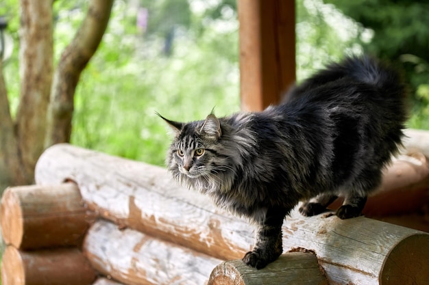 Fluffy big cat Maine coon walks in the yard of the house on wooden logs