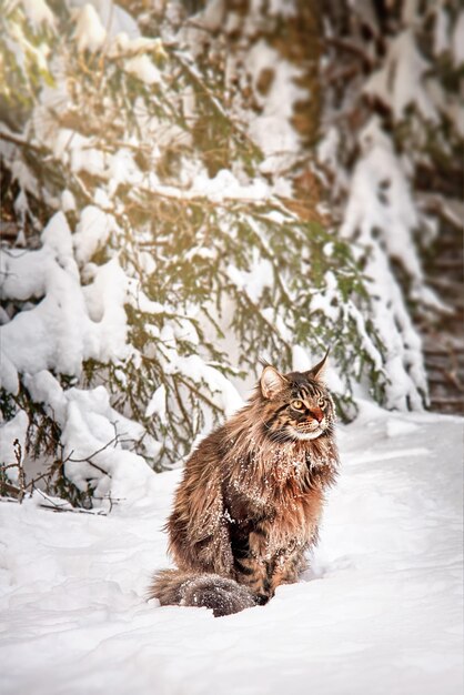 Foto un grande gatto soffice con grandi occhi gialli si siede sulla neve in una foresta invernale soleggiata