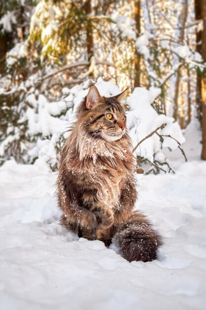 Foto un grande gatto soffice con grandi occhi gialli si siede sulla neve in una foresta invernale soleggiata