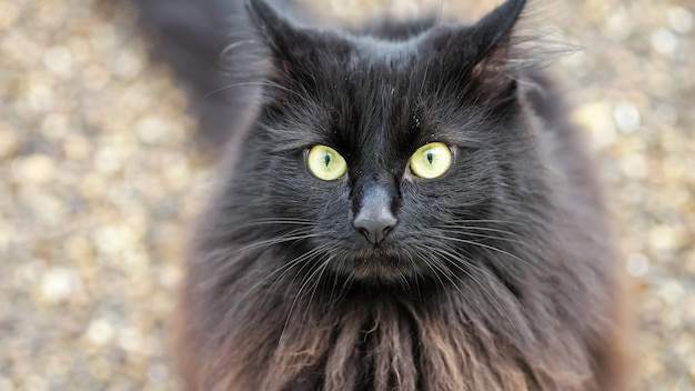 Fluffy black cat with green eyes sits on ground moving ears