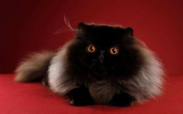 a fluffy black cat with yellow eyes and a black nose