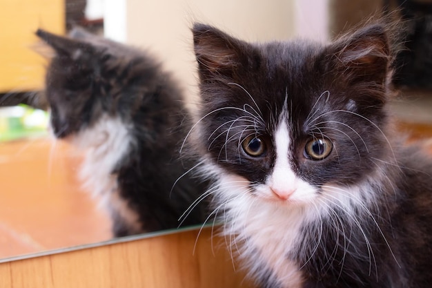 Fluffy black kitten looks in the mirror