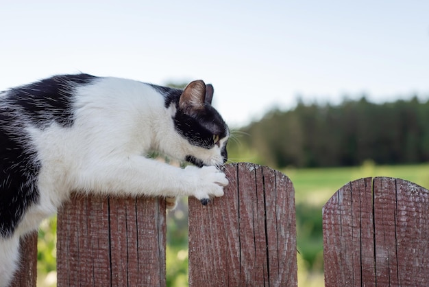 Пушистый черно-белый кот точит когти на старом деревянном заборе