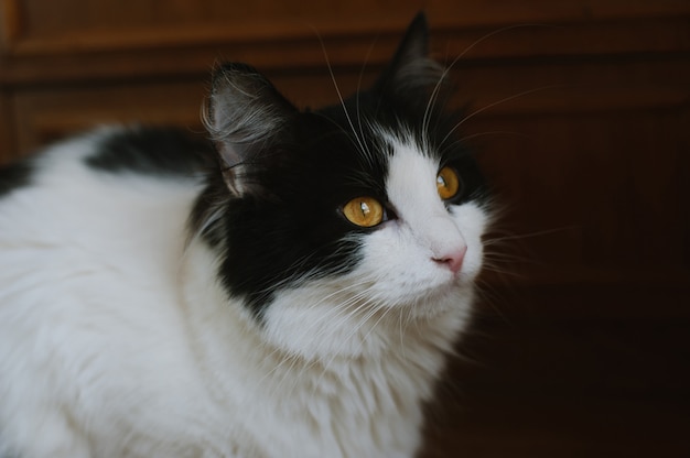 Пушистый черно-белый кот