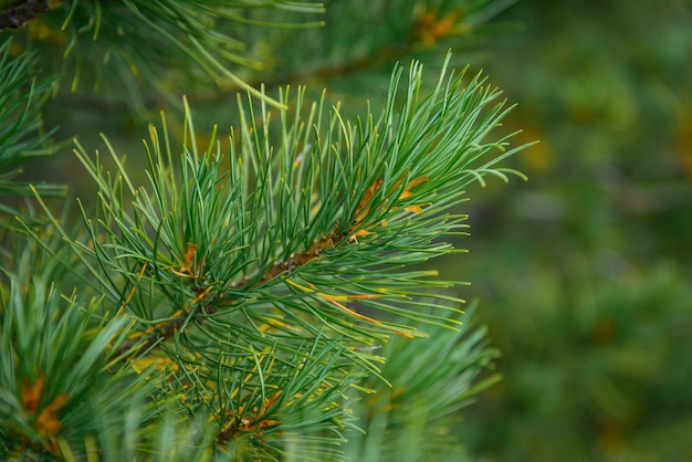 Fluffy branch of spruce, pine or cedar close-up, blurred green Christmas background.