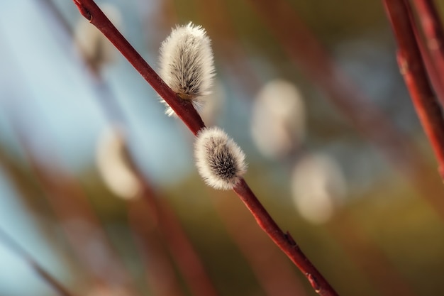 Fluffy branches of pussy willow blossomed in spring