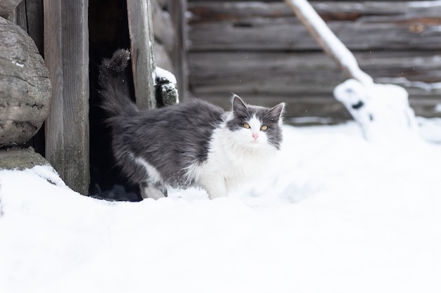 Photo fluffy bright kitten sits on the snow and looks at the front in winter