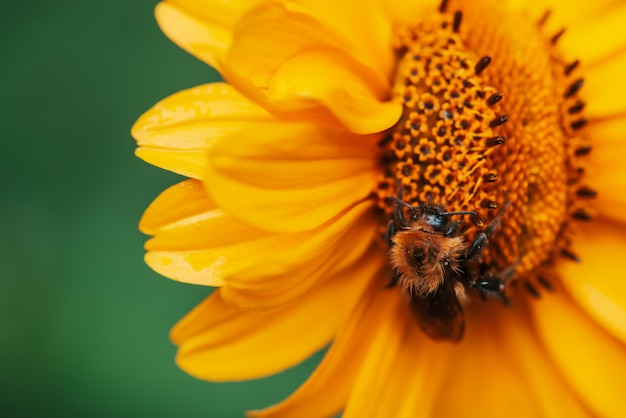 Fluffy bumblebee on juicy yellow flower