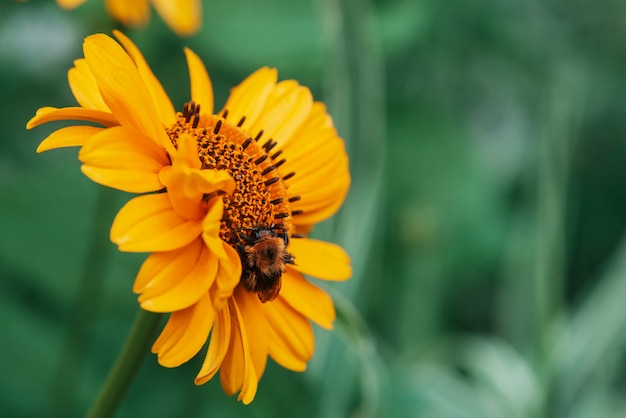 Fluffy bumblebee on juicy yellow flower