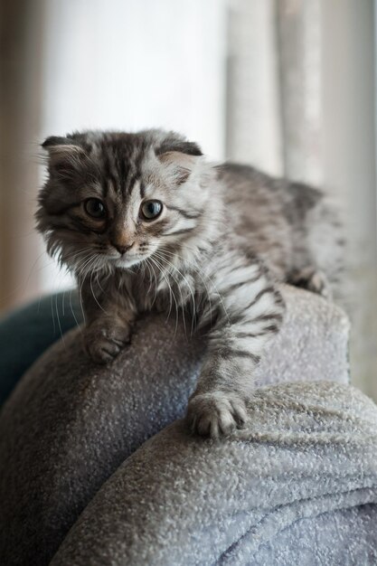 A fluffy cat on the back of the sofa 4042