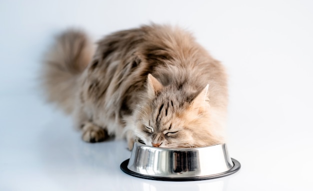 Fluffy cat eating from bowl