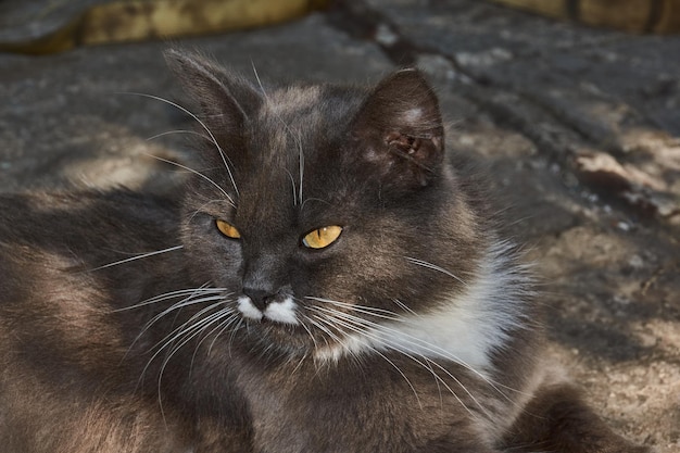 The fluffy cat escapes from the heat in the shade of garden\
plants.