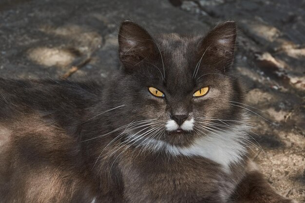 The fluffy cat escapes from the heat in the shade of garden\
plants.