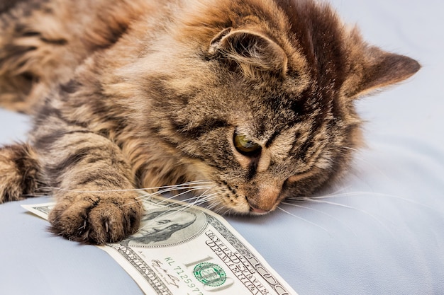 Fluffy cat holds $ 100 in paws, profit from business 