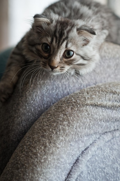 The fluffy cat is lying on the back of the sofa 4134