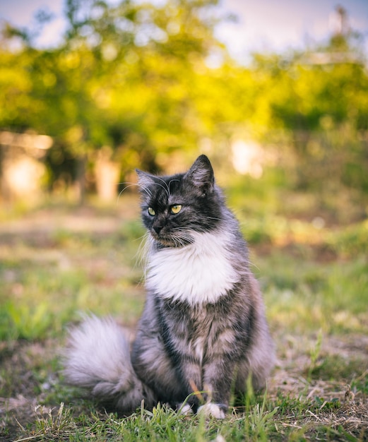 ふわふわの猫が草の上に座って目をそらしている