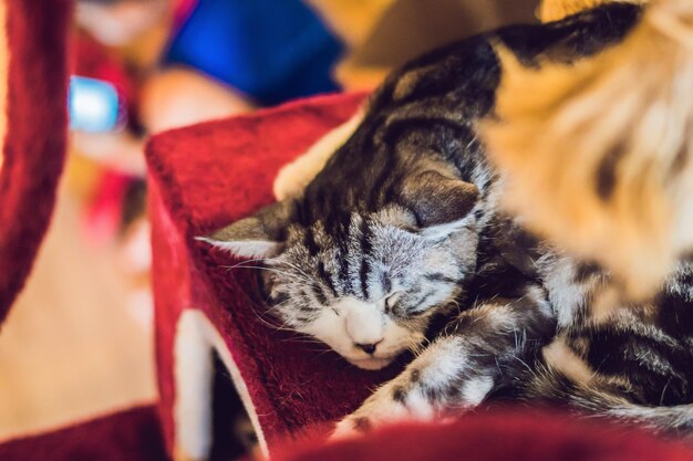 A fluffy cat is sleeping