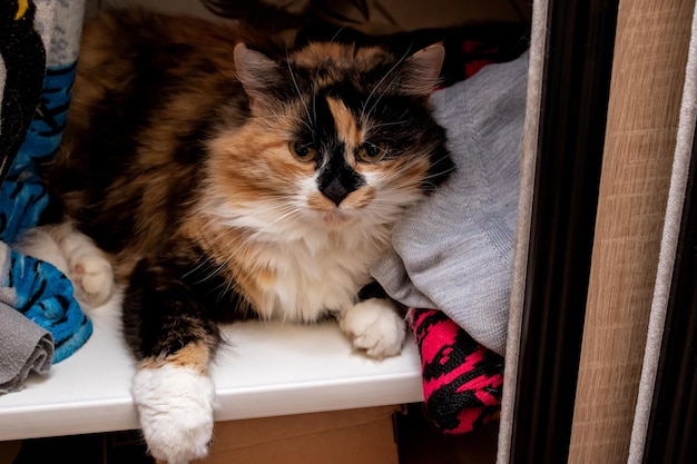 Fluffy cat lies in closet on clothes