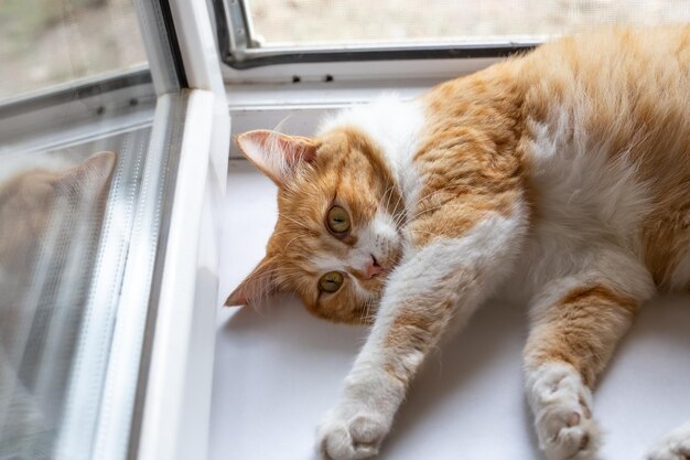 Пушистая кошка лежит на окне с вытянутыми лапами Отдых и расслабление
