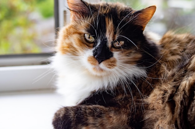 Fluffy cat looks in frame closeup portrait