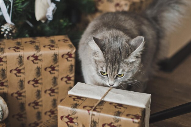 Photo fluffy the cat playing with the gifts 6288