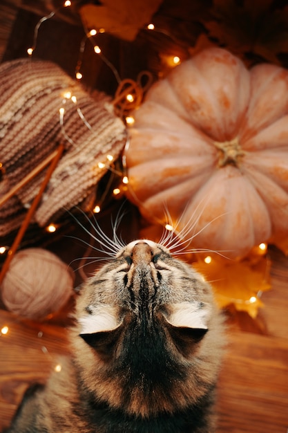 Fluffy cat, a ripe pumpkin and a knitted colored scarf with a bright garland
