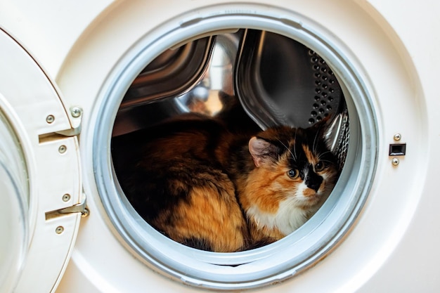 Fluffy cat sits in the washing machine